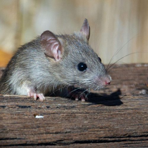 Rats dans les combles : détecter les signes, évaluer les dégâts et sécuriser le bâti