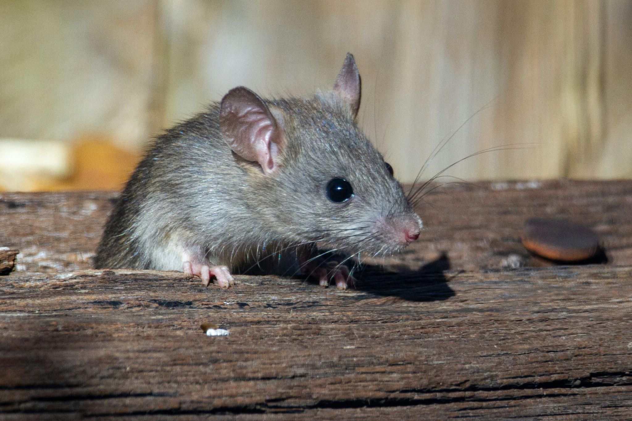 Lire la suite à propos de l’article Rats dans les combles : détecter les signes, évaluer les dégâts et sécuriser le bâti