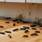 Petites larves noires dans la maison : quelle espèce, d&rsquo;où viennent-elles et comment éliminer le problème